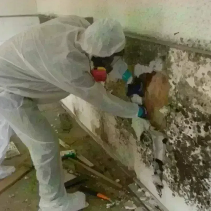 Mold Remediation and Removal in Southampton, MA